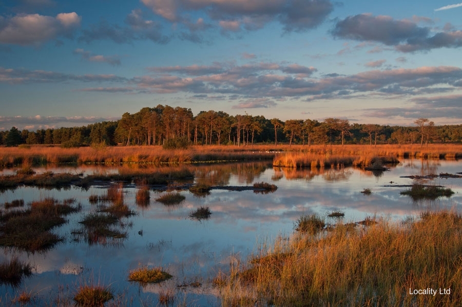Thursley NNR comprises 325 hectares of lowland heath and woodland (Tursley, Surrey)